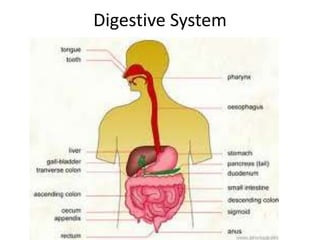 Digestive System
 