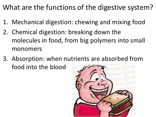 Digestive system