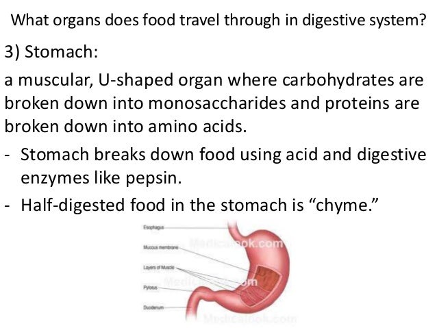 How does food travel through the digestive system?