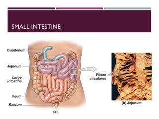 SMALL INTESTINE
 90% of absorption occurs in the small intestine
 