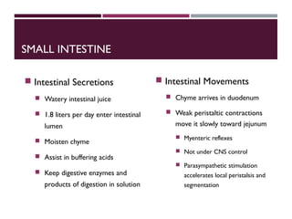 SMALL INTESTINE
 Intestinal Secretions
 Watery intestinal juice
 1.8 liters per day enter intestinal
lumen
 Moisten chyme
 Assist in buffering acids
 Keep digestive enzymes and
products of digestion in solution
 Intestinal Movements
 Chyme arrives in duodenum
 Weak peristaltic contractions
move it slowly toward jejunum
 Myenteric reflexes
 Not under CNS control
 Parasympathetic stimulation
accelerates local peristalsis and
segmentation
 