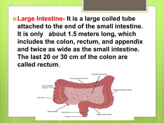 Large Intestine- It is a large coiled tube
attached to the end of the small intestine.
It is only about 1.5 meters long, which
includes the colon, rectum, and appendix
and twice as wide as the small intestine.
The last 20 or 30 cm of the colon are
called rectum.
 
