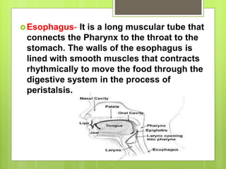 Esophagus- It is a long muscular tube that
connects the Pharynx to the throat to the
stomach. The walls of the esophagus is
lined with smooth muscles that contracts
rhythmically to move the food through the
digestive system in the process of
peristalsis.
 