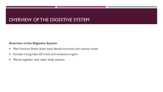 Comprehensive Overview of the Human Digestive System: Anatomy and ...