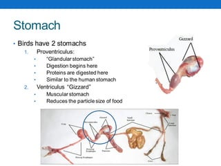 Proventriculus Digestive-System-in-Poultry-sistem pencernaan-ayam.pdf