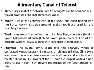 Alimentary Canal of Teleost
• Alimentary canal of C. batrachus or M. seengala can be consider as a
typical example of teleost alimentary canal.
• Mouth: Lies at the anterior end of the snout and open behind into
the buccal cavity. Barbels surrounding the mouth are used for the
searching the food.
• Teeth: Numerous fine pointed teeth i.e. Maxillary, vomerine (behind
upper lip) and mandibular (behind lower lip) are present. Rest of the
buccophayrngeal cavity is lined with soft mucous membrane.
• Pharynx: The buccal cavity leads into the pharynx, which is
perforated ventro-laterally by means of oblique gill slits. Gill rakers
are present in one or two rows on each gill arch and are hard and
pointed structure. Gill rakers of the 1st arch are longest while 4th arch
are smallest in size. They prevent the escape of the food through gill
slits.
 
