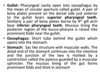 • Gullet: Pharyngeal cavity open into oesophagus by
the mean of circular aperture called gullet. A pair of
bony plates present on the dorsal side just anterior
to the gullet bears superior pharyngeal teeth.
Similarly a pair of bony plates borne by 4th gill arch
bear inferior pharyngeal teeth. Mucous lining the
posterior region of the bucco-pharynx is raised into
prominent folds near the gullet.
• Oesophagus: Short tube behind the gullet which
opens into the stomach.
• Stomach: Sac like structure with muscular walls. The
distal end of the stomach continues into the intestine
and the junction of the two is marked by a
constriction called the pylorus guarded by a muscular
sphincter. The mucous lining of the gut forms
prominent folds and thick in stomach
 
