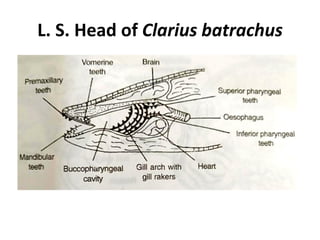 L. S. Head of Clarius batrachus
 