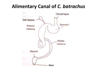 Alimentary Canal of C. batrachus
Anus
 