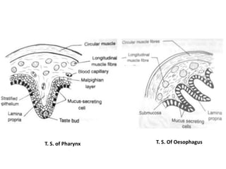 T. S. of Pharynx T. S. Of Oesophagus
 