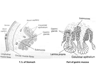 T. S. of Stomach Part of gastric mucosa
 