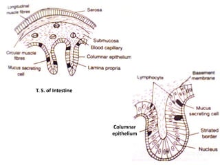 Columnar
epithelium
T. S. of Intestine
 