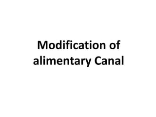 Modification of
alimentary Canal
 