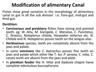 Modification of alimentary Canal
Fishes show great variation in the morphology of alimentary
canal or gut in all the sub division i.e. Fore-gut, mid-gut and
hind-gut.
Dentition:
• Carnivorous and predatory fishes have strong and pointed
teeth. eg: W. Attu, M. Seengala, C. Marulius, C. Punctatus,
C. Straitus, Notopterus chitala, Harpodon neherius etc. N.
Chitala and N. Notopterus posses teeth on the tongue also.
• Herbivorous species, teeth are completely absent from the
jaws and palate.
• In some omnivore like C. batrachus posses fine teeth on
jaws and palate which other like T. tor, P. sarana, C. reba, C.
carpio teeth are absent from the jaws and plate.
• In plankton feeder like H. Hilsa and Gadusia chapra havw
complete edentulous buccopharynx.
 