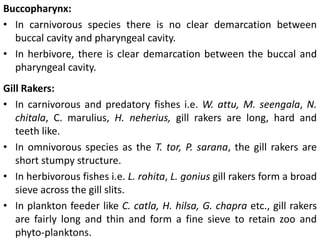Buccopharynx:
• In carnivorous species there is no clear demarcation between
buccal cavity and pharyngeal cavity.
• In herbivore, there is clear demarcation between the buccal and
pharyngeal cavity.
Gill Rakers:
• In carnivorous and predatory fishes i.e. W. attu, M. seengala, N.
chitala, C. marulius, H. neherius, gill rakers are long, hard and
teeth like.
• In omnivorous species as the T. tor, P. sarana, the gill rakers are
short stumpy structure.
• In herbivorous fishes i.e. L. rohita, L. gonius gill rakers form a broad
sieve across the gill slits.
• In plankton feeder like C. catla, H. hilsa, G. chapra etc., gill rakers
are fairly long and thin and form a fine sieve to retain zoo and
phyto-planktons.
 