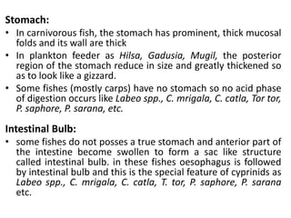 Stomach:
• In carnivorous fish, the stomach has prominent, thick mucosal
folds and its wall are thick
• In plankton feeder as Hilsa, Gadusia, Mugil, the posterior
region of the stomach reduce in size and greatly thickened so
as to look like a gizzard.
• Some fishes (mostly carps) have no stomach so no acid phase
of digestion occurs like Labeo spp., C. mrigala, C. catla, Tor tor,
P. saphore, P. sarana, etc.
Intestinal Bulb:
• some fishes do not posses a true stomach and anterior part of
the intestine become swollen to form a sac like structure
called intestinal bulb. in these fishes oesophagus is followed
by intestinal bulb and this is the special feature of cyprinids as
Labeo spp., C. mrigala, C. catla, T. tor, P. saphore, P. sarana
etc.
 