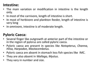 Intestine:
• The main variation or modification in intestine is the length
only.
• In most of the carnivore, length of intestine is short.
• In most of herbivore and plankton feeder, length of intestine is
very long
• In omnivore, intestine is of moderate length.
Pyloric Caeca:
• Several finger like outgrowth at anterior part of the intestine or
in the region of pylorus are called pyloric caeca.
• Pyloric caeca are present in species like Notopterus, Channa,
Hilsa, Harpodon, Mastacembelus.
• Pyloric caeca are absent in stomach less fish species like IMC.
• They are also absent in Wallago, Mystus.
• They vary in number and size.
 