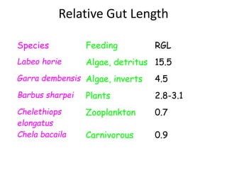 Relative Gut Length
Species Feeding RGL
Labeo horie Algae, detritus 15.5
Garra dembensis Algae, inverts 4.5
Barbus sharpei Plants 2.8-3.1
Chelethiops
elongatus
Zooplankton 0.7
Chela bacaila Carnivorous 0.9
 