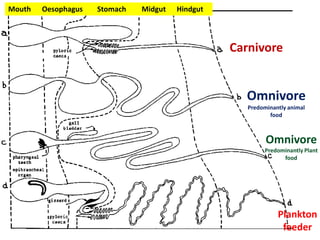 Carnivore
Omnivore
Predominantly animal
food
Omnivore
Predominantly Plant
food
Plankton
feeder
Mouth Oesophagus Stomach Midgut Hindgut
 