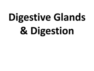 Digestive Glands
& Digestion
 