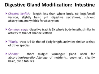  Channel catfish: length less than whole body, no large/small
version, slightly basic pH, digestive secretions, nutrient
absorption, many folds for absorption
 Common carp: digestive tract is 3x whole body length, similar in
activity to that of channel catfish
 Tilapia: tract is 6-8x that of body length, activities similar to that
of other species
 Shrimp: short midgut w/midgut gland used for
absorption/secretion/storage of nutrients, enzymes), slightly
basic, blind tubules
Digestive Gland Modification: Intestine
 