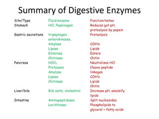Summary of Digestive Enzymes
Site/Type Fluid/enzyme Function/notes
Stomach HCl, Pepsinogen Reduces gut pH,
proteolysis by pepsin
Gastric secretions tripsynogen,
enterokinases,
Amylase
Lipase
Esterase
Chitinase
Proteolysis
COH’s
Lipids
Esters
Chitin
Pancreas HCO3
Proteases
Amylase
Lipase
Chitinase
Neutralizes HCl
Cleave peptide
linkages
COH’s
Lipids
Chitin
Liver/bile Bile salts, cholestrol Increase pH, emulsify
lipids
Intestine Aminopeptidases
Lecithinase
Split nucleosides
Phospholipids to
glycerol + fatty acids
 