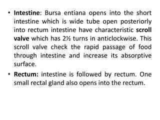 • Intestine: Bursa entiana opens into the short
intestine which is wide tube open posteriorly
into rectum intestine have characteristic scroll
valve which has 2½ turns in anticlockwise. This
scroll valve check the rapid passage of food
through intestine and increase its absorptive
surface.
• Rectum: intestine is followed by rectum. One
small rectal gland also opens into the rectum.
 