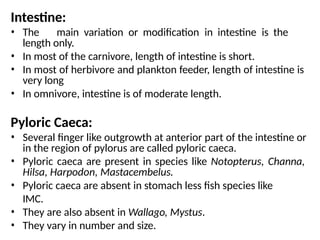 Type of Digestive-System-of-Finfishes.pptx