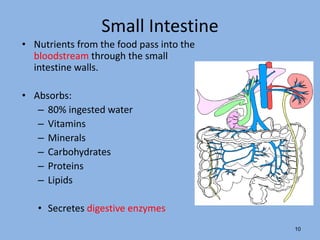 Small Intestine
• Nutrients from the food pass into the
bloodstream through the small
intestine walls.
• Absorbs:
– 80% ingested water
– Vitamins
– Minerals
– Carbohydrates
– Proteins
– Lipids
• Secretes digestive enzymes
10
 