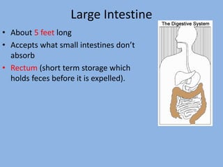 Large Intestine
• About 5 feet long
• Accepts what small intestines don’t
absorb
• Rectum (short term storage which
holds feces before it is expelled).
 