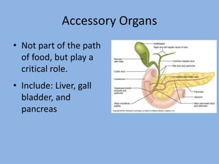 Accessory Organs
• Not part of the path
of food, but play a
critical role.
• Include: Liver, gall
bladder, and
pancreas
 