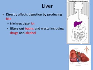 Liver
• Directly affects digestion by producing
bile
– Bile helps digest fat
• filters out toxins and waste including
drugs and alcohol
14
 