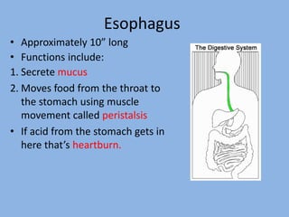 Esophagus
• Approximately 10” long
• Functions include:
1. Secrete mucus
2. Moves food from the throat to
the stomach using muscle
movement called peristalsis
• If acid from the stomach gets in
here that’s heartburn.
 