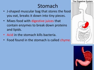 Stomach
• J-shaped muscular bag that stores the food
you eat, breaks it down into tiny pieces.
• Mixes food with digestive juices that
contain enzymes to break down proteins
and lipids.
• Acid in the stomach kills bacteria.
• Food found in the stomach is called chyme.
7
 