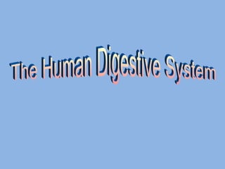digestive system power point (1) ppt digestive system power point (1) ppt