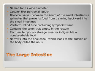 The Large Intestine  Named for its wide diameter Cecum- first part small pouch  Ileocecal valve- between the ileum of the small intestines a sphincter that prevents food from traveling backward into the small intestines  Veriform- blind tube containing lymphoid tissue Contains the colon that empty in the rectum  Rectum- temporary storage area for indigestible or nonabsorbable food  Narrows into the anal canal, which leads to the outside of the body called the anus 