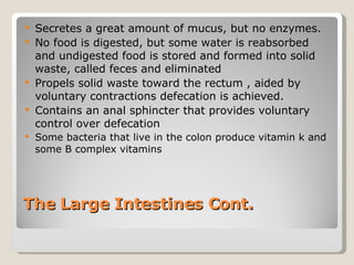 The Large Intestines Cont.  Secretes a great amount of mucus, but no enzymes. No food is digested, but some water is reabsorbed and undigested food is stored and formed into solid waste, called feces and eliminated  Propels solid waste toward the rectum , aided by voluntary contractions defecation is achieved. Contains an anal sphincter that provides voluntary control over defecation  Some bacteria that live in the colon produce vitamin k and some B complex vitamins  