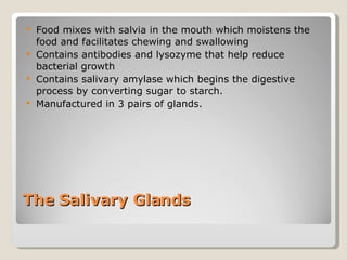 The Salivary Glands  Food mixes with salvia in the mouth which moistens the food and facilitates chewing and swallowing Contains antibodies and lysozyme that help reduce bacterial growth  Contains salivary amylase which begins the digestive process by converting sugar to starch. Manufactured in 3 pairs of glands.  