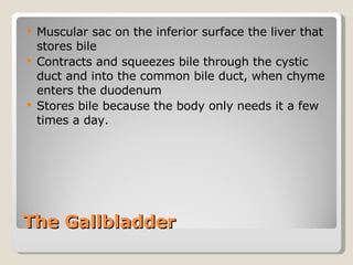 The Gallbladder  Muscular sac on the inferior surface the liver that stores bile Contracts and squeezes bile through the cystic duct and into the common bile duct, when chyme enters the duodenum Stores bile because the body only needs it a few times a day.  
