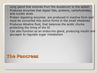 The Pancreas  Long gland that extends from the duodenum to the spleen  Produces enzymes that digest fats, proteins, carbohydrates, and nucleic acids Protein digesting enzymes  are produced in inactive form and must be converted into active forms in the small intestines  Produces Alkaline fluid, that balances the acidic chyme protecting the lining of the SI Can also function as an endocrine gland, producing insulin and glucagon to regulate sugar metabolism 