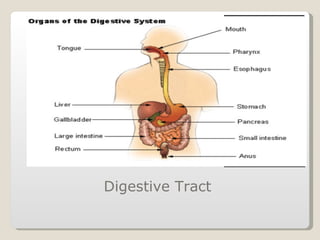 Digestive Tract  