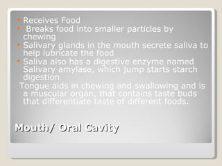 Mouth/ Oral Cavity  Receives Food Breaks food into smaller particles by chewing Salivary glands in the mouth secrete saliva to help lubricate the food  Saliva also has a digestive enzyme named Salivary amylase, which jump starts starch digestion  Tongue aids in chewing and swallowing and is a muscular organ, that contains taste buds that differentiate taste of different foods.  