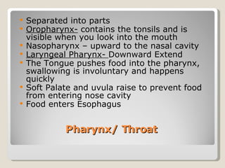 Pharynx/ Throat  Separated into parts  Oropharynx-  contains the tonsils and is visible when you look into the mouth Nasopharynx – upward to the nasal cavity  Laryngeal Pharynx-  Downward Extend  The Tongue pushes food into the pharynx, swallowing is involuntary and happens quickly  Soft Palate and uvula raise to prevent food from entering nose cavity Food enters Esophagus 
