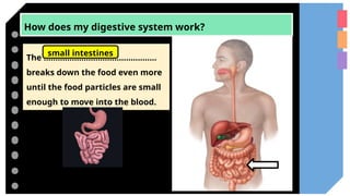 How does my digestive system work?
The …………………………………………
breaks down the food even more
until the food particles are small
enough to move into the blood.
small intestines
 