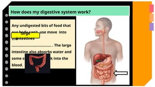 How does my digestive system work?
Any undigested bits of food that
our body can’t use move into
the
……………………………….. . The large
intestine also absorbs water and
some substances back into the
blood.
large
intestines
 