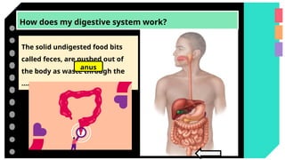 How does my digestive system work?
The solid undigested food bits
called feces, are pushed out of
the body as waste through the
…………………
anus
 