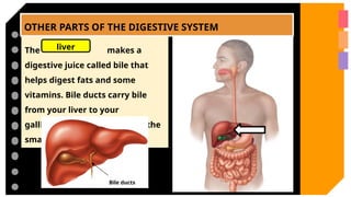OTHER PARTS OF THE DIGESTIVE SYSTEM
The makes a
digestive juice called bile that
helps digest fats and some
vitamins. Bile ducts carry bile
from your liver to your
gallbladder for storage, or to the
small intestine for use.
liver
Bile ducts
 