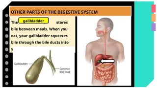 OTHER PARTS OF THE DIGESTIVE SYSTEM
The r stores
bile between meals. When you
eat, your gallbladder squeezes
bile through the bile ducts into
your small intestine.
gallbladder
Bile ducts
 