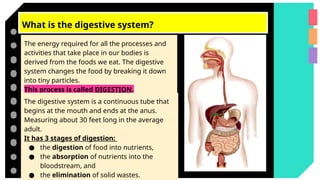 What is the digestive system?
The energy required for all the processes and
activities that take place in our bodies is
derived from the foods we eat. The digestive
system changes the food by breaking it down
into tiny particles.
This process is called DIGESTION.
The digestive system is a continuous tube that
begins at the mouth and ends at the anus.
Measuring about 30 feet long in the average
adult.
It has 3 stages of digestion:
● the digestion of food into nutrients,
● the absorption of nutrients into the
bloodstream, and
● the elimination of solid wastes.
 