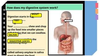 How does my digestive system work?
Digestion starts in the
………………………
Your …………………. chew and chop
up the food into smaller pieces
called bolus that we can swallow.
…………………… makes the
swallowing easy.
…………………………………………….….
called salivary amylase in saliva
MOUT
H.
TEET
H
SALIVA
DIGESTIVE JUICES
 